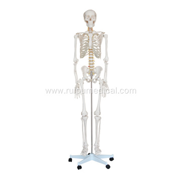 Life-Size Skeleton 180cm Tall